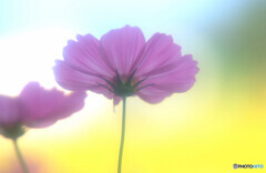 秋浪漫✾こすもす