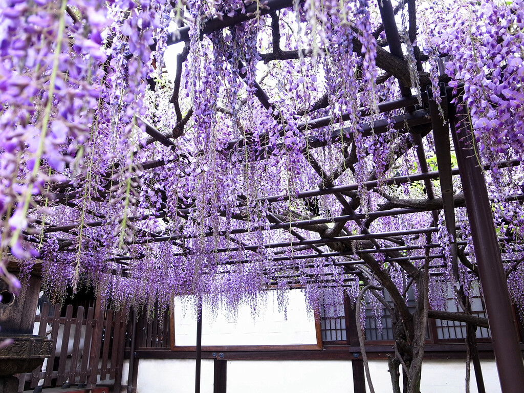 恋に酔う藤✿花言葉