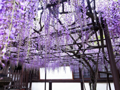恋に酔う藤✿花言葉