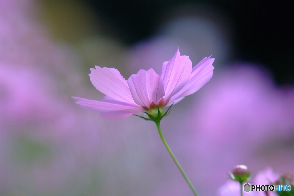 Eternal Love✿夢秋桜