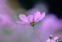 Eternal Love✿夢秋桜