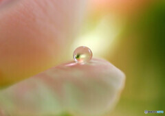 淡く美しく・雫