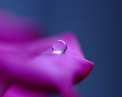 November  Drop（Ⅱ）