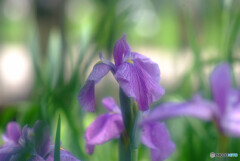 Japanese Beauty✿皐月の朝