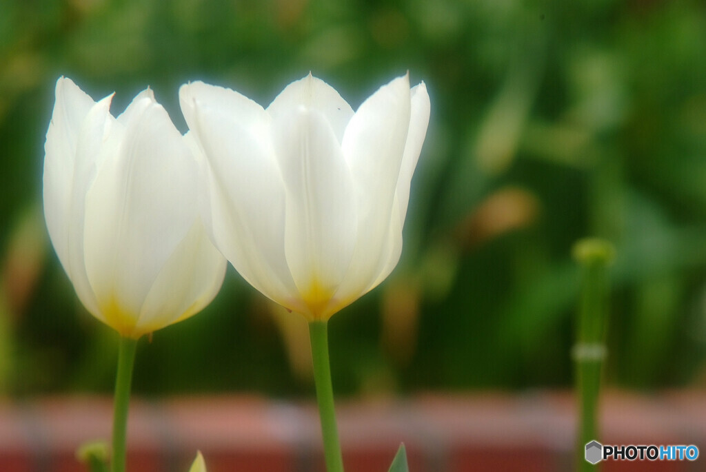 Shall we ダンス?✿恋