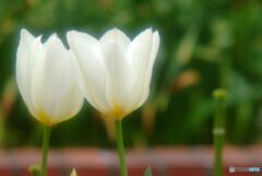 Shall we ダンス?✿恋