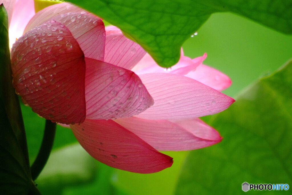 水月の雫✾蓮