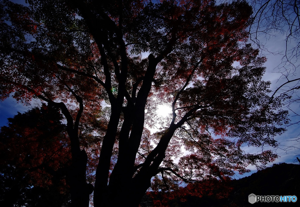 漆黒の紅葉