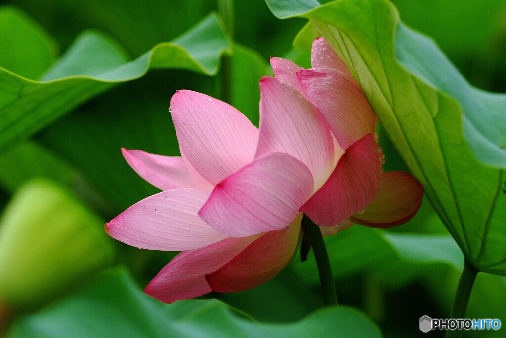My Life✿蓮華物語Ⅱ
