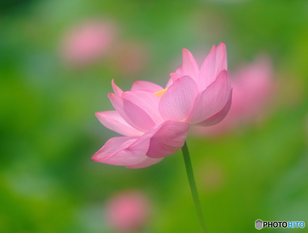 夢先案内人・華