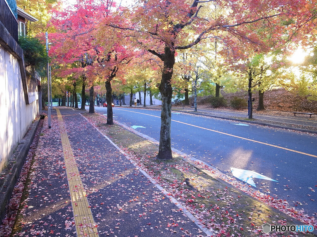 紅葉散歩Ⅱ❁三色彩道2024