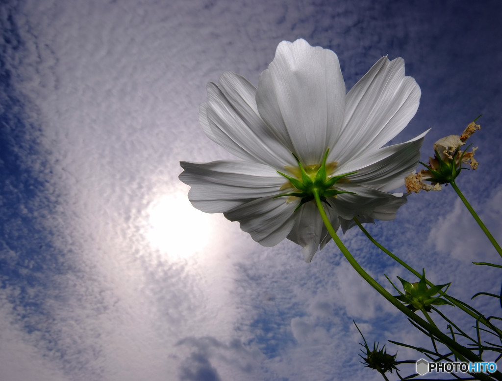 白の世界・秋桜