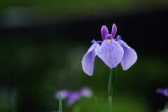 静寂の朝✿菖蒲