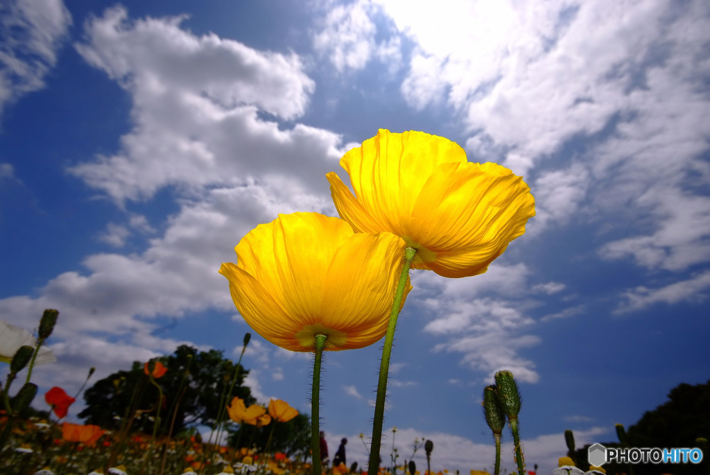 春雲は友達・華