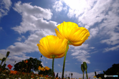 春雲は友達・華