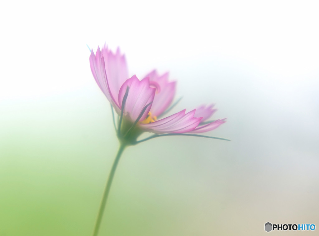 あなたに恋をしてみました 