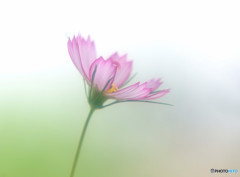 あなたに恋をしてみました 