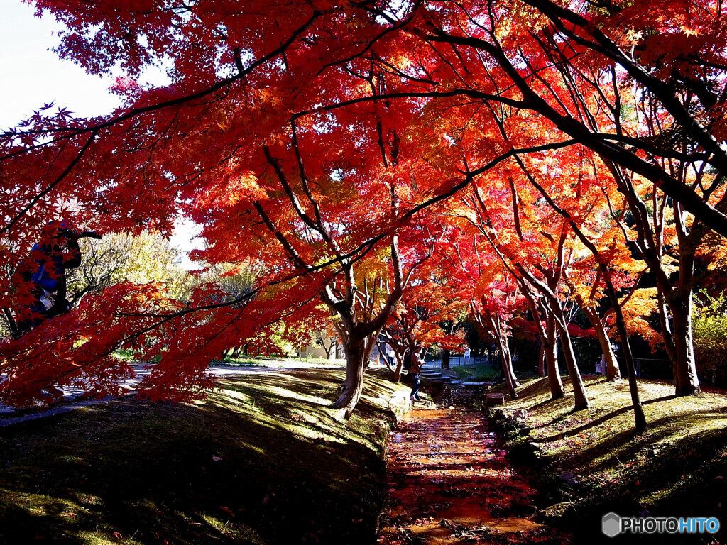 想いでは美しく✿紅葉2024