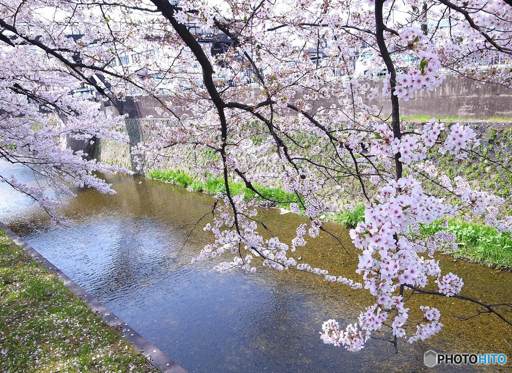 故郷の桜・2018