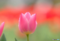 赤い誘惑・華