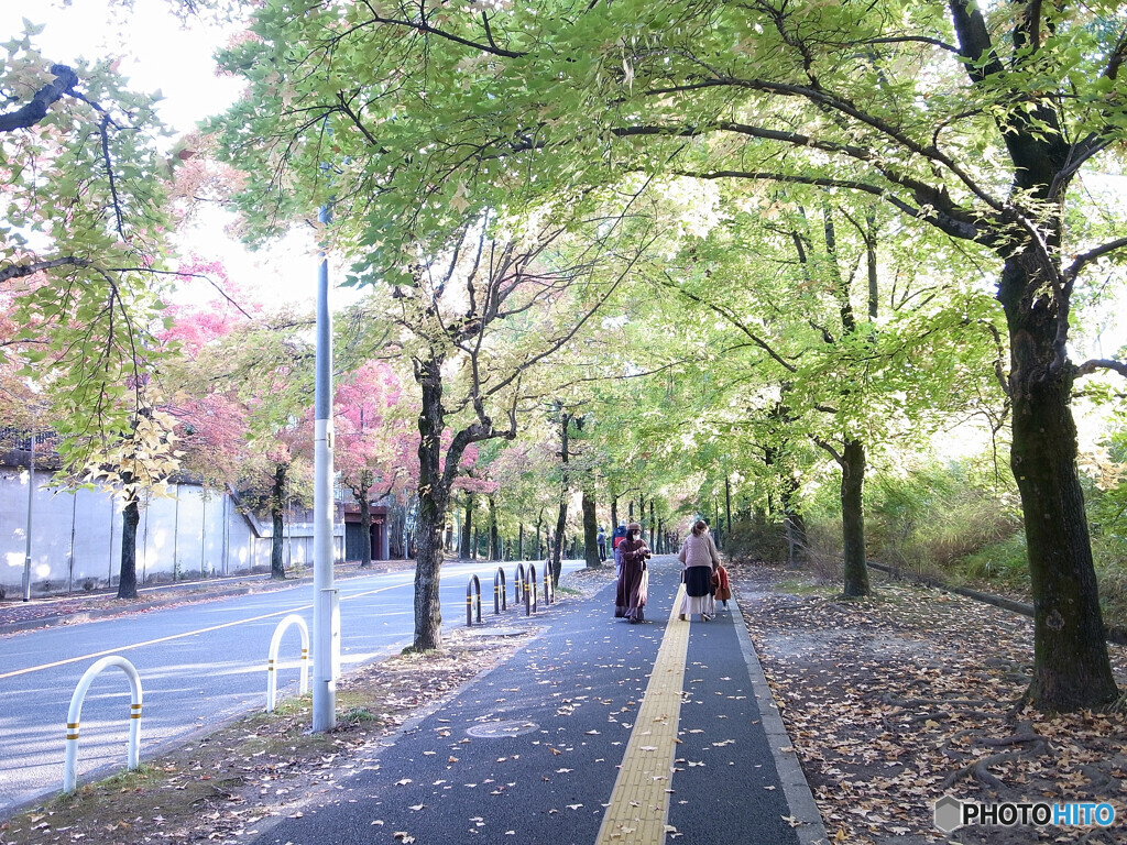 三色彩道❁朝散歩