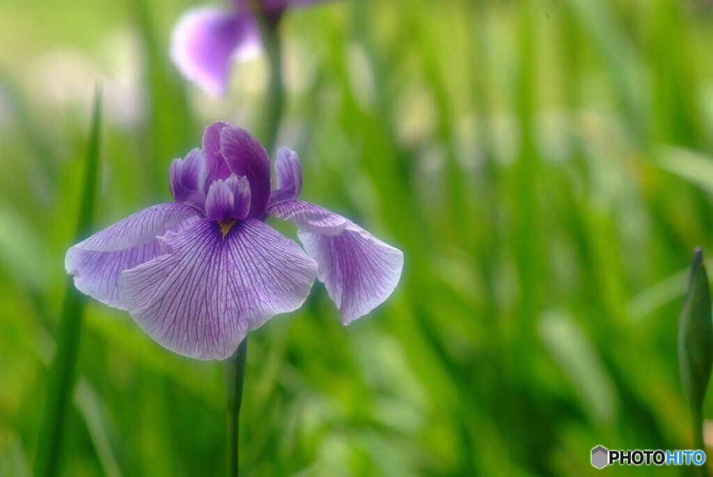 Japanese Beauty✿優雅