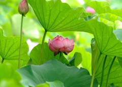 夢先案内人 ・華