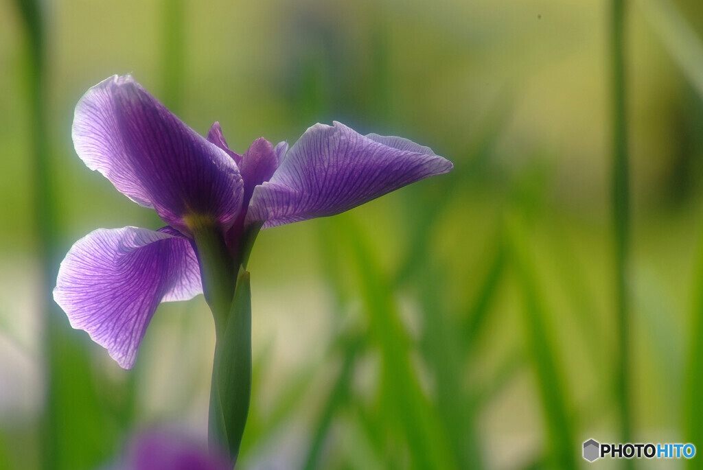 June poetry❁和心