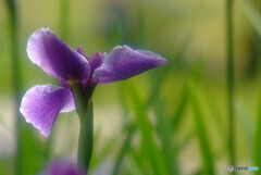 June poetry❁和心