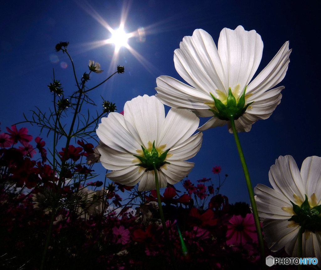 コバルト色の季節の中で