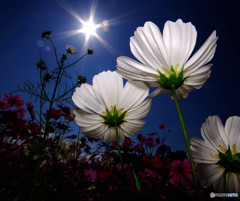 コバルト色の季節の中で