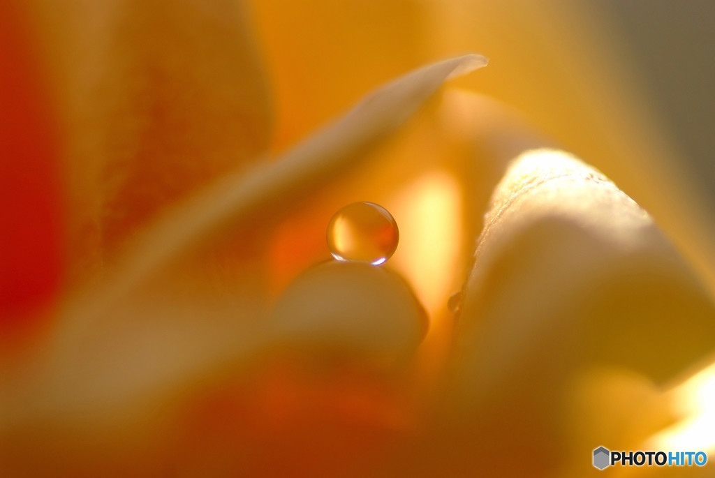 妖精の微笑・雫