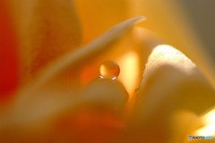 妖精の微笑・雫