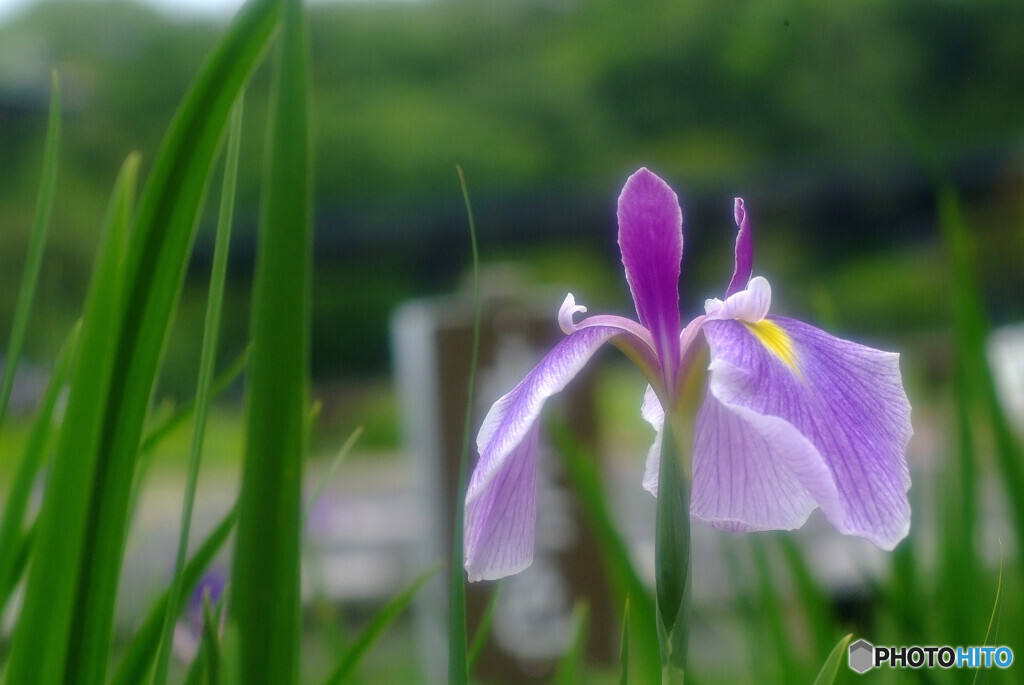 ときめき✿水無月の朝
