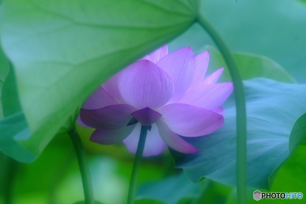 蓮に願いを・七夕