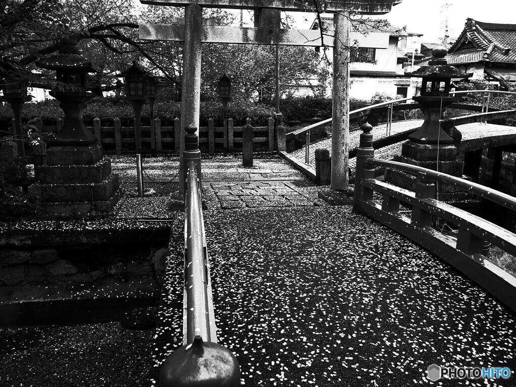 桜散る✾想いでの六孫王神社