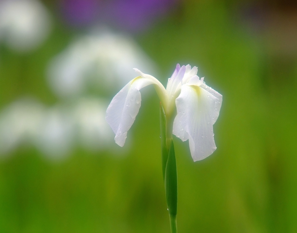 雨物語Ⅳ・華