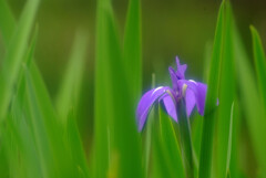 皐月のめざめ✿Iris laevigata