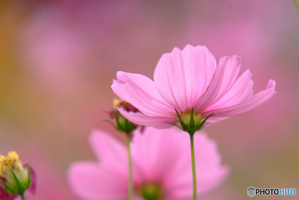 小さな秋見つけました！COSMOS