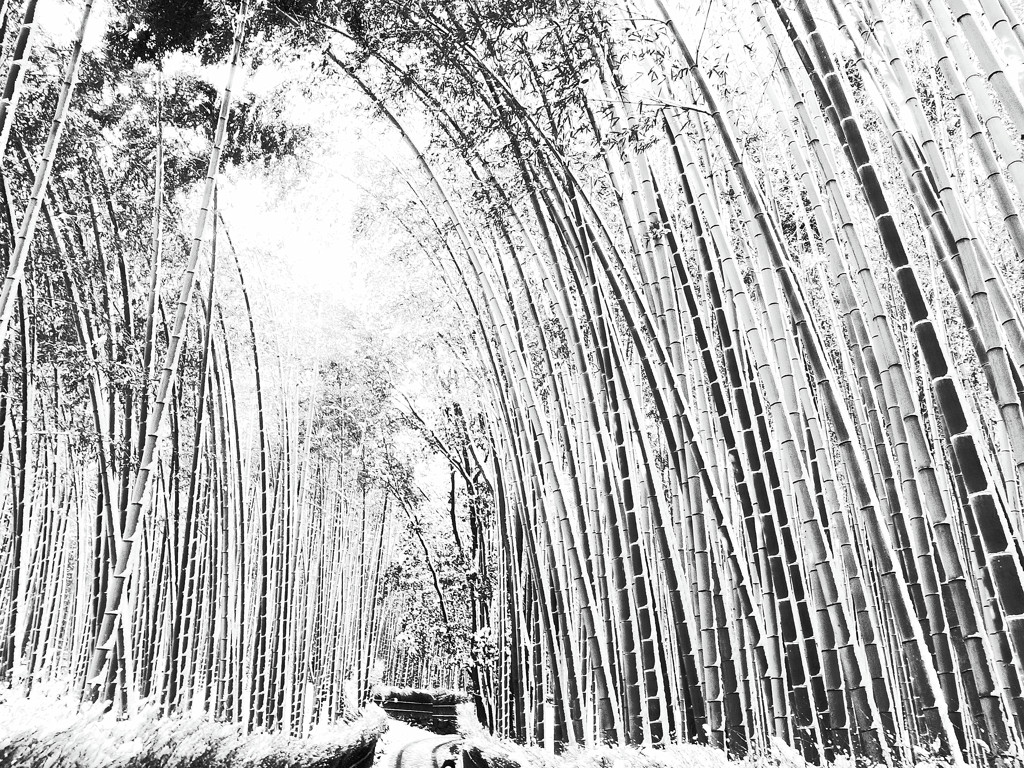 冬の散歩道・嵯峨野