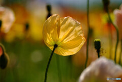April morning✿色彩々