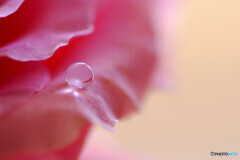 雫に願いを・彩