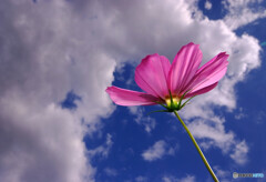 秋を感じて✿こすもす2021