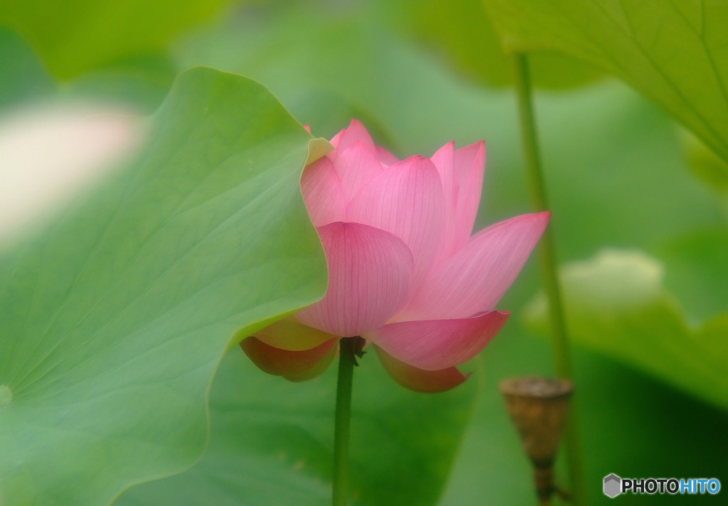 美・サイレント