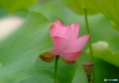 美・サイレント