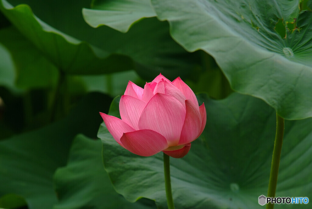 やすらぎの時✿蓮