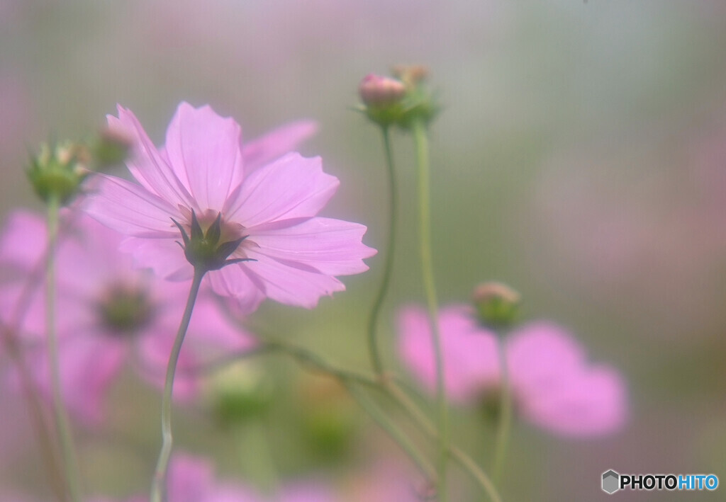 秋風の誘惑✿こすもす
