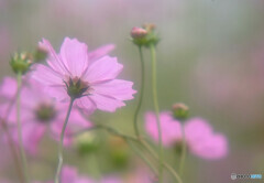 秋風の誘惑✿こすもす