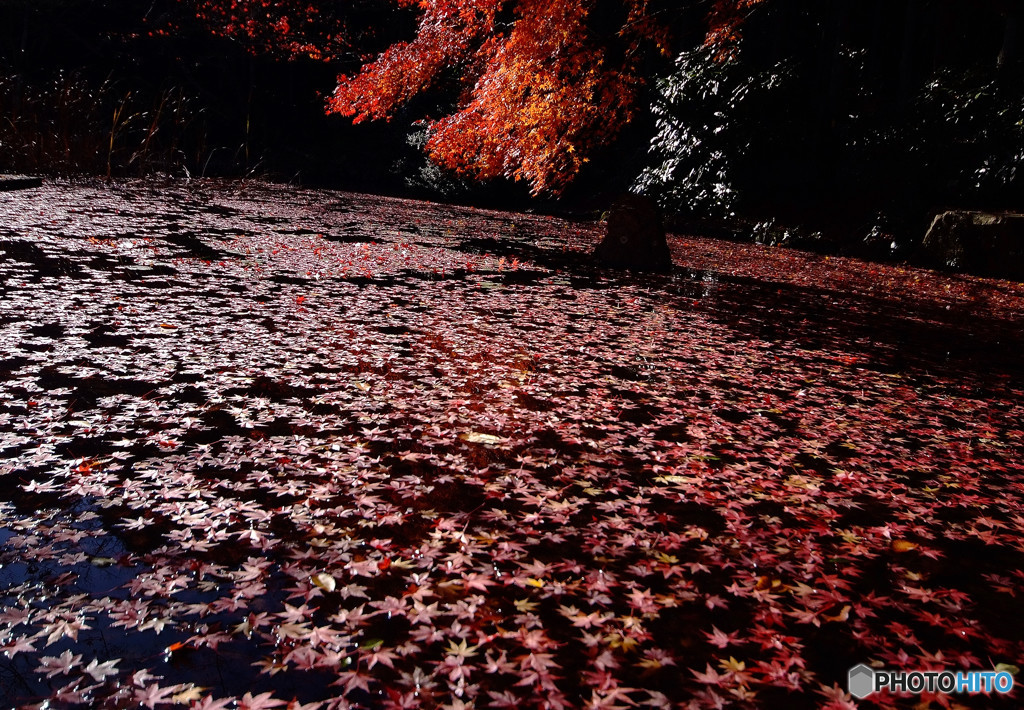 湖面の華・2015