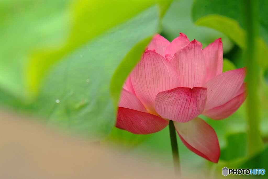 魅せられて✿文月の恋